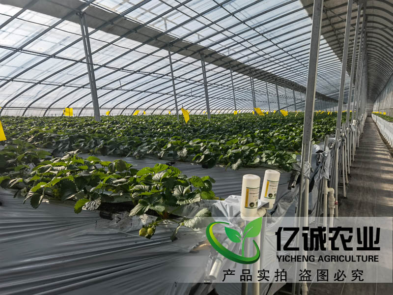 智能溫室大棚承建哪家好？如何種植和管理才能提高，大棚的經(jīng)濟效益呢？