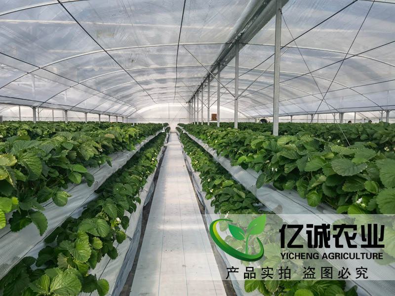 遮陽系統(tǒng)在玻璃溫室草莓種植中有哪些優(yōu)勢？